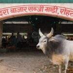 Rohtak Sabji Mandi Theft: Worker Steals ₹5.7 Lakh