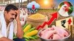 Chicken Price Hike: मक्का महंगा होने से चिकन उत्पादन लागत और कीमतों पर असर